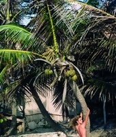 Tara Lynn in Caribbean Sands